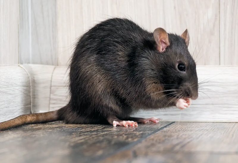 How can I discourage rats from my property? Betta Pest Management Perth CBD & Suburbs